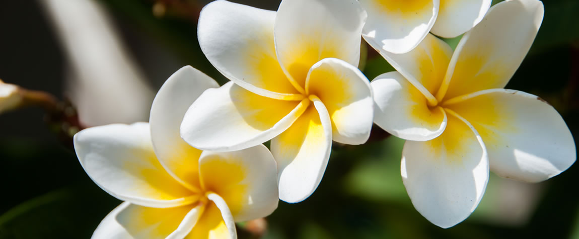 Delicious detox – rejuvenating retreat